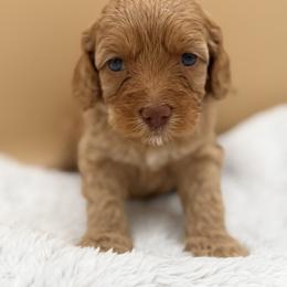 White - Red female Australian Labradoodle puppy in Antelope, California from Adorable Labradoodle