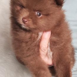 Pomeranian Puppies from Bluebonnet Pomeranians