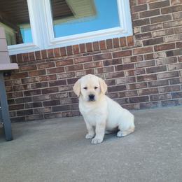Sasha - Yellow female Labrador Retriever puppy in Woodburn, Indiana from Marlene's Labrador Retrievers