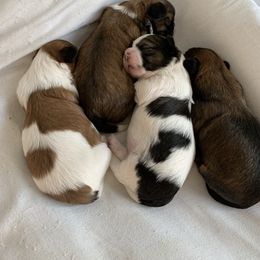 Shih Tzu Puppies from SCS Shih Tzus