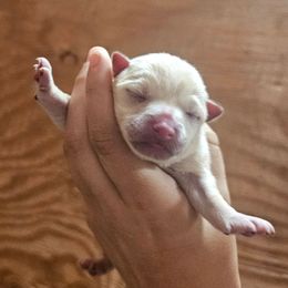 Falls harvest - Cream male Schipperke puppy in Randsburg, California from Light's Family Farm & Schipperke Ranch