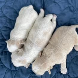 Finley - Cream and white male Shih Tzu puppy in Cabot, Arkansas from Twilight Shih Tzu