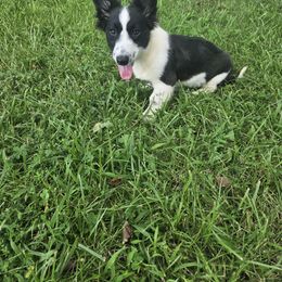 Beignet - Cardigan Welsh Corgi