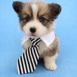 Teddy - Sable male Pembroke Welsh Corgi puppy in Ramona, Oklahoma from Eden Farms Corgis