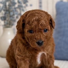 Maple - Red  female Poodle puppy in Beckley, West Virginia from Autumn Poodles/Doodles