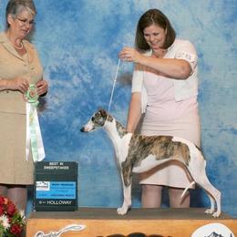Maddie - Whippet