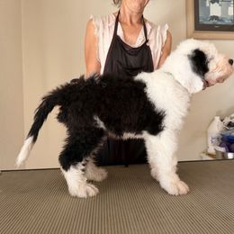 Old English Sheepdog All Grown Up from Cotufas