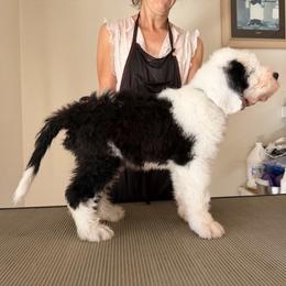 Old English Sheepdog All Grown Up from Cotufas