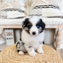 CLOVER - Blue merle female Australian Shepherd puppy in Pendleton, Oregon from High West Aussies