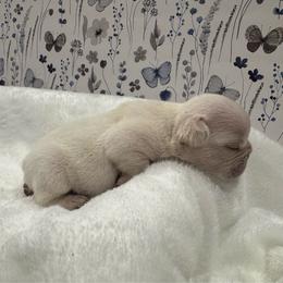 Pearl - Cream female French Bulldog puppy in Riverview, Florida from The Frenchie Lady Co.