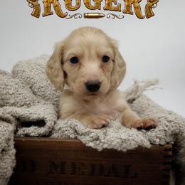 Ruger - Cream male Dachshund puppy in Wylie, Texas from Lawson's Kennel
