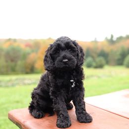 Blue - Black male Australian Labradoodle puppy in Williamstown, New York from Lewis Manor Labradoodles