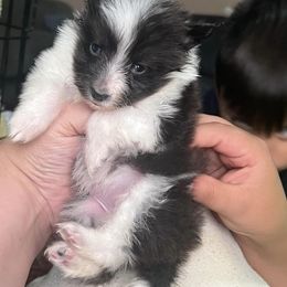 Rottweiler and Toy Shetland Sheepdog Puppies from Mountain High Kennels
