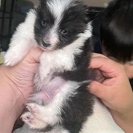 Rottweiler and Toy Shetland Sheepdog Puppies from Mountain High Kennels