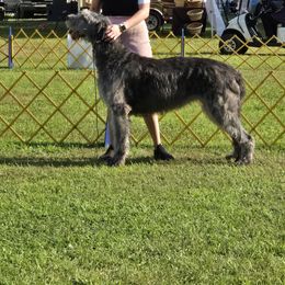 Irish Wolfhound Puppies from Stormborn Irish Wolfhounds