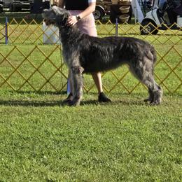 Irish Wolfhound Puppies from Stormborn Irish Wolfhounds