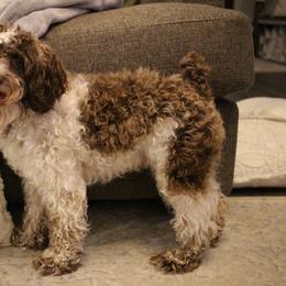 Benson - Cockapoo