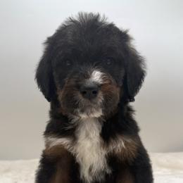Red Pepper Flakes - Tri-color male Bernedoodle puppy in Montverde, Florida from Central Florida Bernedoodles