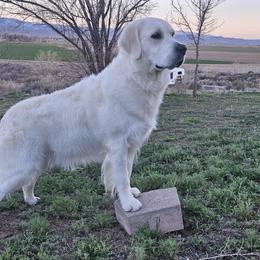 Golden Retriever All Grown Up from The Golden Virtues