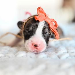 Pink collar female - Sable female Pembroke Welsh Corgi puppy in Mona, Utah from Sorensen Corgis