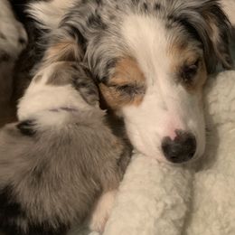 Australian Shepherd Puppies from Canyon Ridge Australian Shepherds