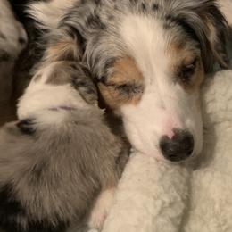 Australian Shepherd Puppies from Canyon Ridge Australian Shepherds