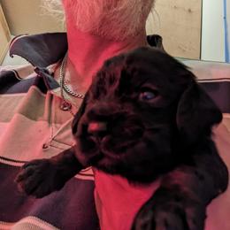 Cocker Spaniel Puppies from Pups in the vine cockers