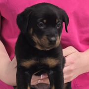 Beauceron Puppies from Oakland Beaucerons