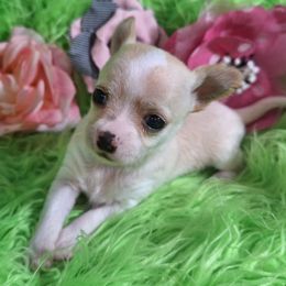 Gwen - Cream female Companion Cross puppy in Emory, Texas from Mel's Wags & Kisses