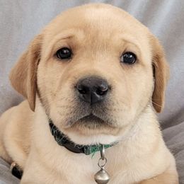 Dilute Retrievers and Labrador Retrievers from Golder Ranch Labradors