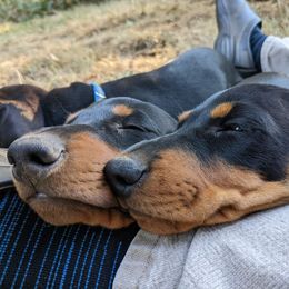 Dachshund Puppies from Von Stutts Tracking Teckels