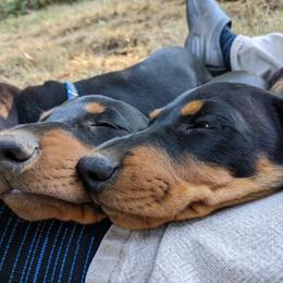 Dachshund Puppies from Von Stutts Tracking Teckels