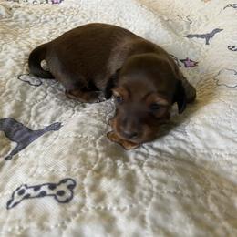 Chrissy - Cream female Dachshund puppy in Wolf Lake, Indiana from Canisteo Dachshunds