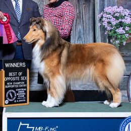 Dally - Collie