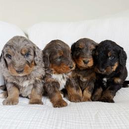 Bernedoodle puppies from Berner Ridge Kennels