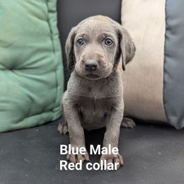 Benjamin - Blue male Weimaraner puppy in Evart, Michigan from Drehbar Weimaraners