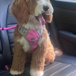 Cinnamon - Goldendoodle