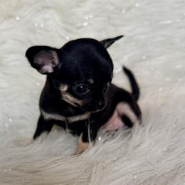 Samantha - Black and tan female Chihuahua puppy in Allentown, Pennsylvania from Tsunami Cockers & Chihuahuas