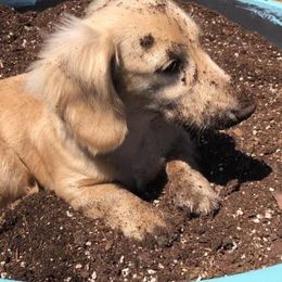 Dachshund Puppies from Karas Royal Dachshunds