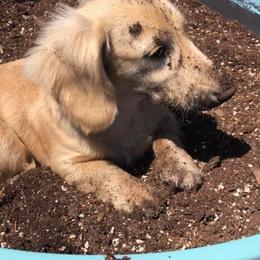Dachshund Puppies from Karas Royal Dachshunds