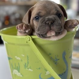 French Bulldog Puppies from Frontier Frenchies, LLC