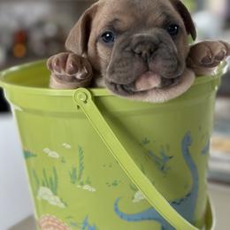 French Bulldog Puppies from Frontier Frenchies, LLC