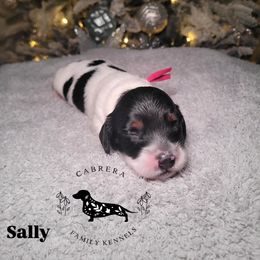 Sally - Piebald female Dachshund puppy in Modesto, California from Cabrera Family Kennels