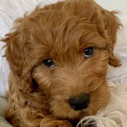 Eve  - Goldendoodle