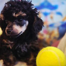 Levi - Phantom male Poodle puppy in Wittmann, Arizona from Marlees Puppies 1