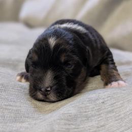 Honey - Black tri female Miniature Australian Shepherd puppy in Crockett, Texas from Pleasant Grove Aussies