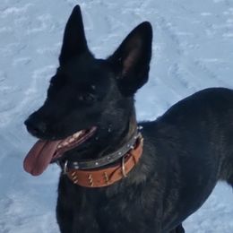 Dutch Shepherds and German Shepherds from Settlement Shepherds