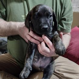 Brown boy - Brindle male Boerboel puppy in Dowagiac, Michigan from Flanders Kennels LLC