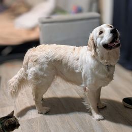 Hope - Golden Retriever