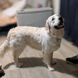 Hope - Golden Retriever